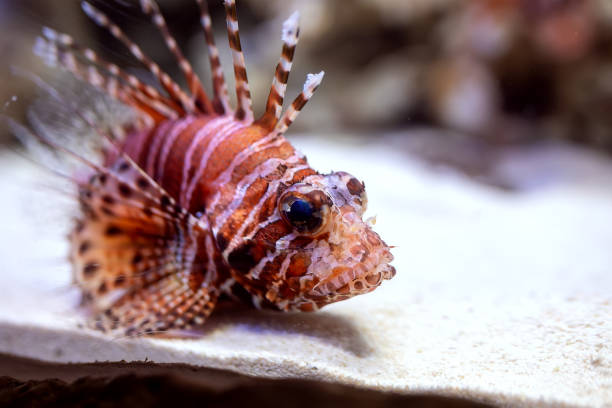 Lionfish (Pterois volitans) or zebra fish striped in the aquarium