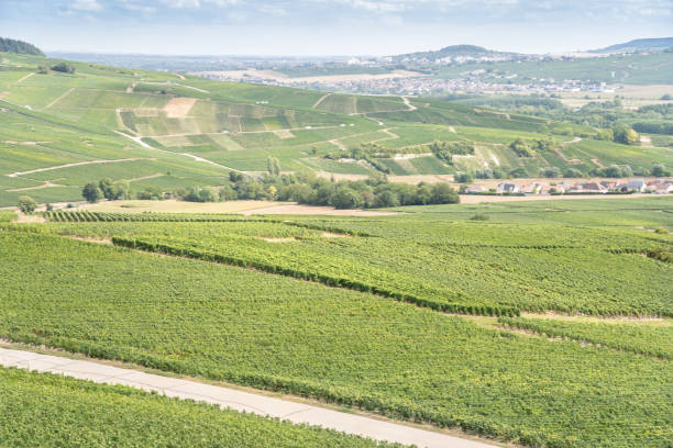 istock Champagne vineyards, France 1472049270