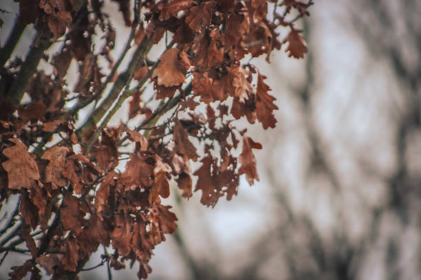 Rainy day leaves