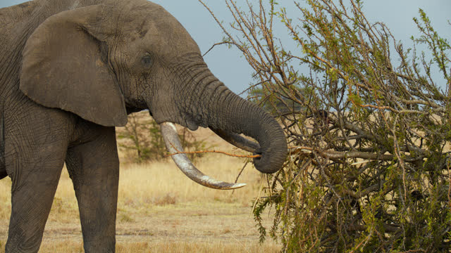 Elephants eating bush at masai mara plains