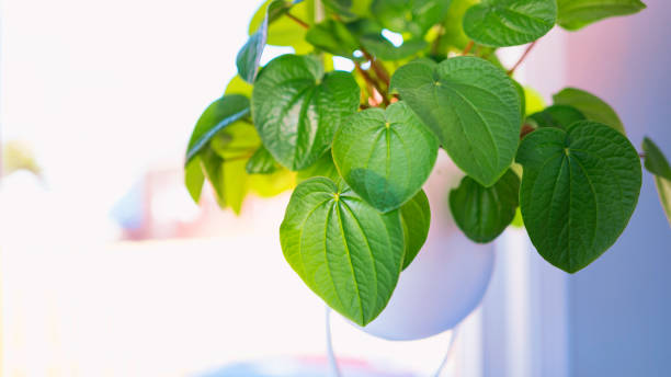 Green healthy kava leaves and vine, a popular houseplant in a hanging pot on a bright sunny background stock photo