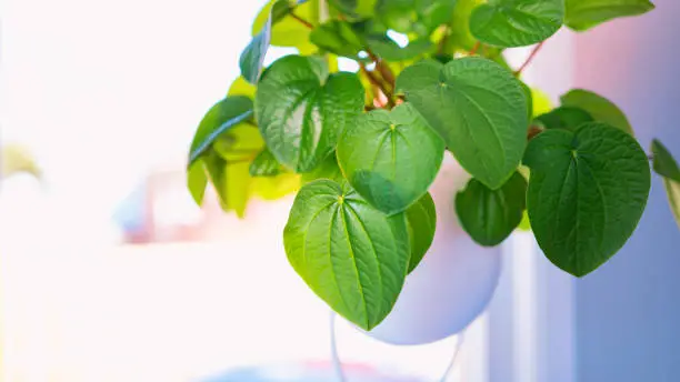 Green healthy kava leaves and vine, a popular houseplant in a hanging pot on a bright sunny background