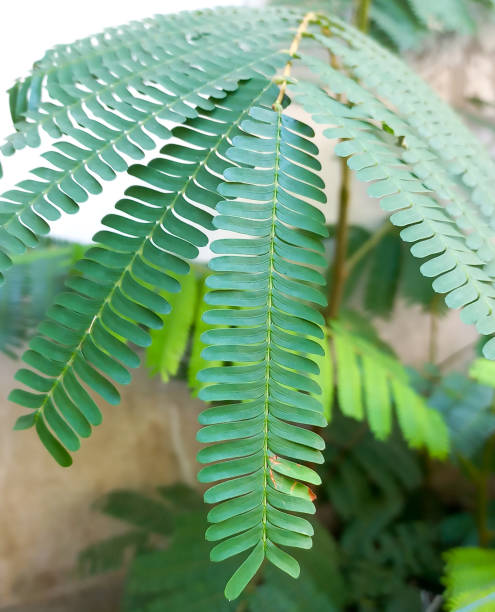 istock Beautiful pattern of Parkia speciosa leaf 1472050959