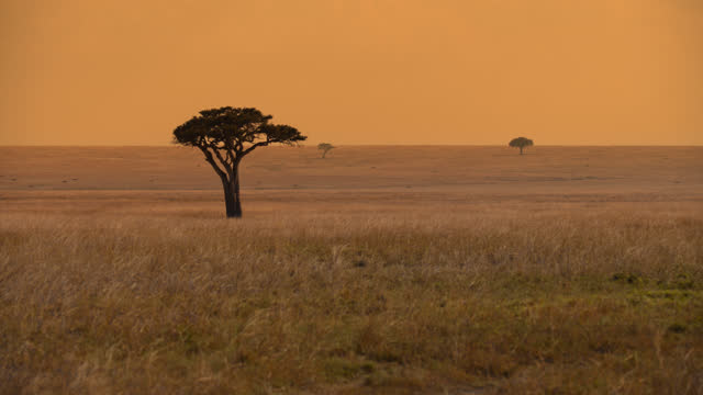 Scenic view of an Acacia tree in Masai Mara against orange colored sky at dusk