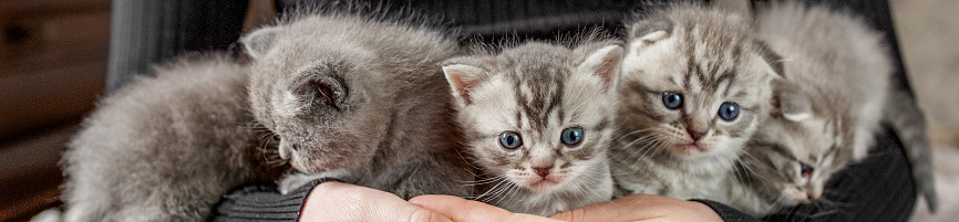 scottish fold kittens. Pet concept. Five small kittens in female hands. Banner for web site