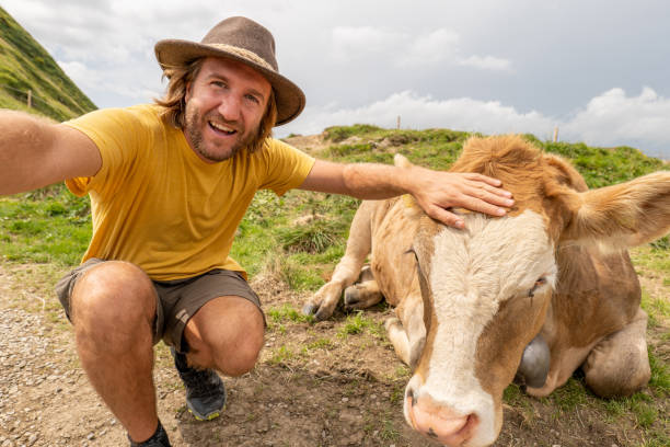 homem caminhante tira selfie com uma vaca nas montanhas, conceito de humor divertido - farmer color image photography switzerland - fotografias e filmes do acervo