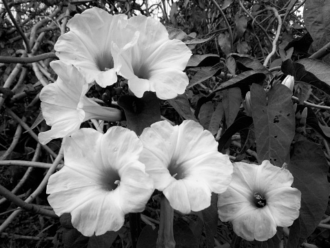 Ipomoea carnea flowers. Ipomoea carnea is a beautiful pink flower in village nature. White and black view.
