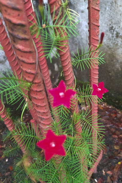 istock Tiny red star-shaped flowers. Red blossoms with minimalist green leaves. 1472054340