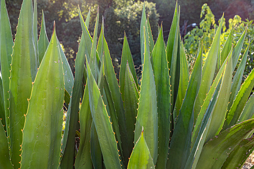 agave plant with thorns in bright light in Portugal