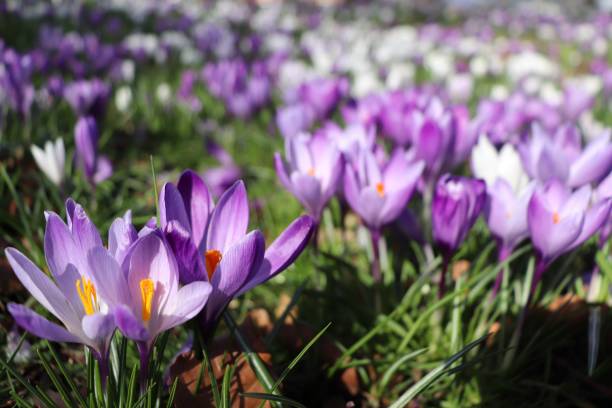 istock Beautiful crocus flowers blooming in the park 1472056136