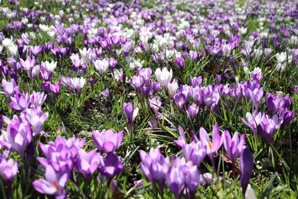 istock Beautiful crocus flowers blooming in the park 1472057200