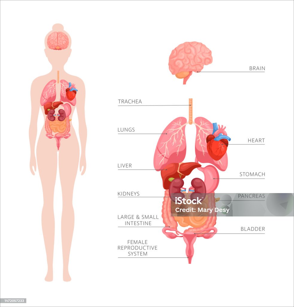 Organ Rearange Internal Organs