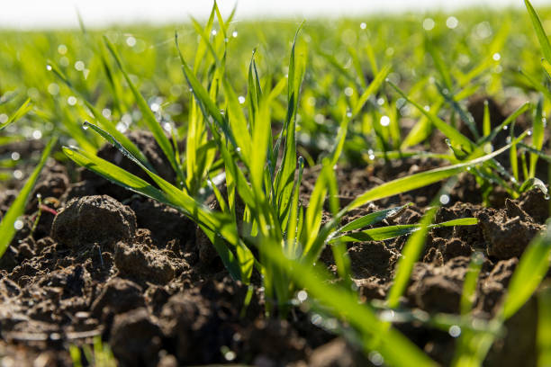istock Winter wheat variety covered with dew drops 1472057578