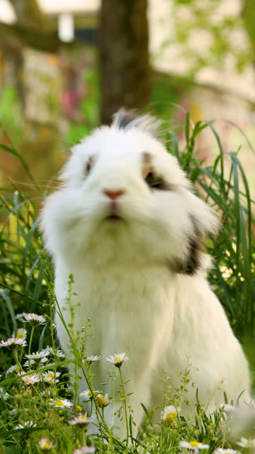 Rabbit in the spring garden.