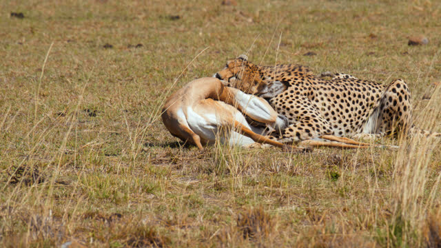 Cheetah sitting beside prey in grassland at wildlife reserve. A cheetah caught a impala