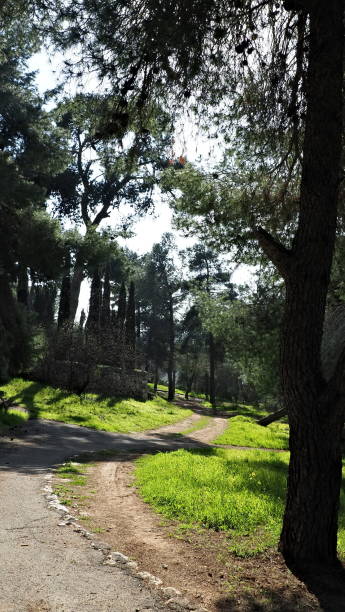 istock Shady shade in the green 1472060454