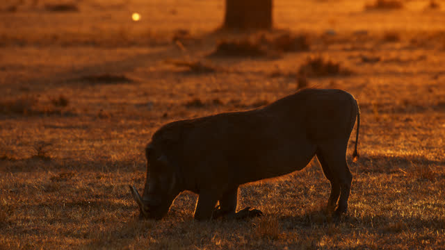 Warthog grazing on masai mara plains