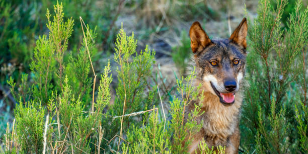 istock Iberian Wolf, Zamora, Spain 1472067145