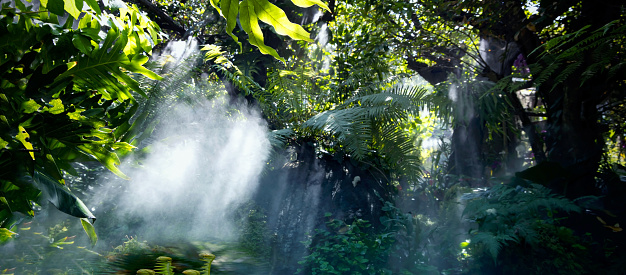 The Tropical jungle with river and sun beam and foggy in the garden