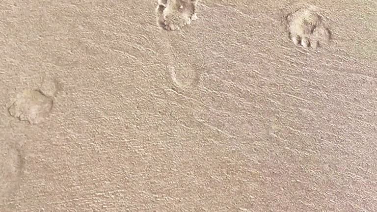 Footprints in Beach Sand