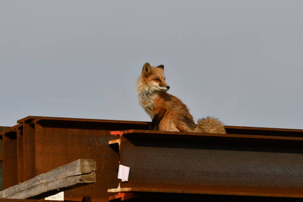 An American Red Fox sits on the top of construction beams