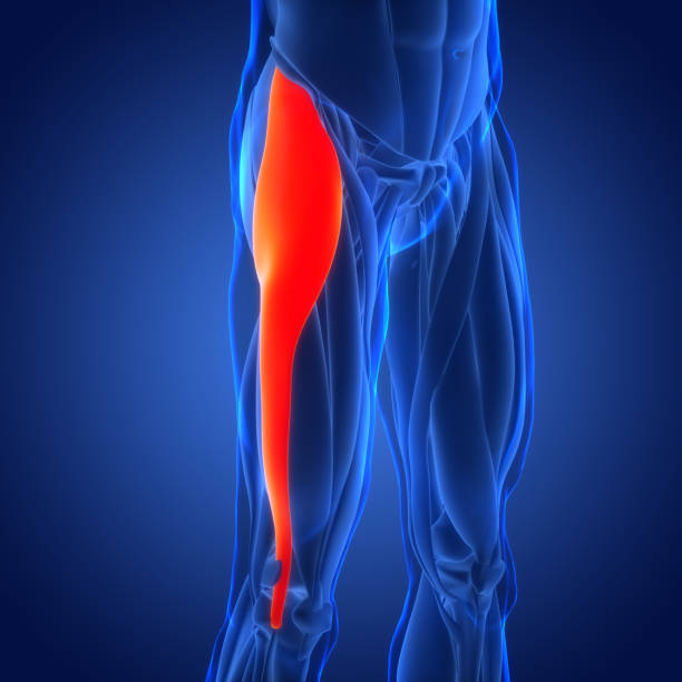 istock Human Muscular System Leg Muscles Tensor Fasciae Latae Muscles Anatomy 1472073251