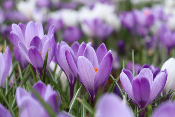 istock Beautiful violet crocus flowers blooming in the park 1472073320