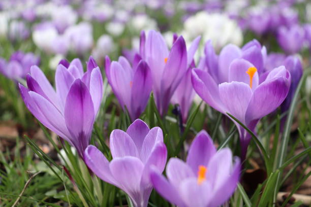 hermosas flores de azafrán violeta floreciendo en el parque - crocus fotografías e imágenes de stock