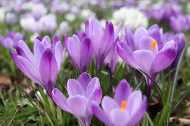 Beautiful violet crocus flowers blooming in the park