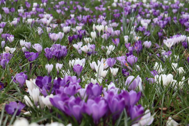 istock Beautiful crocus flowers blooming in the park 1472075533