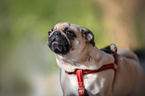 Pug dog portrait in the park