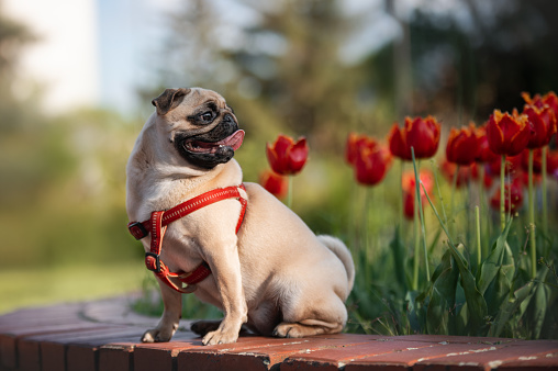 Portrait of a lovely pug in the park near tulips