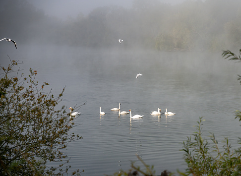 a group of swans and flying seagulls above the water in the morning fog