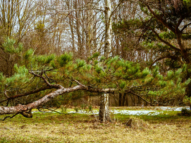 istock A pine branch with long needles and brown cones in a clearing with snow 1472076864