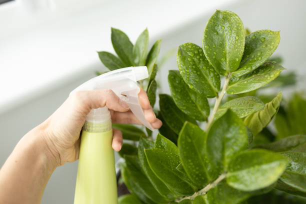 istock Close up woman hand working with spray on leave plants at home using a green spray bottle watering house plants. Plant care concept. 1472077190
