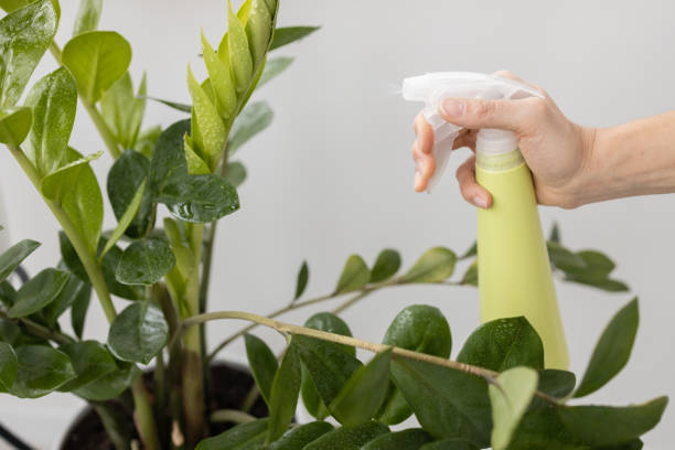 istock Close up woman hand working with spray on leave plants at home using a green spray bottle watering house plants. Plant care concept. 1472077191