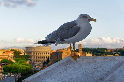 A close-up of a Great black-backed seagull standing on a roof under the sunlight at Vittorio Emmanuelle monument in Italy with Colosseum blurred background.