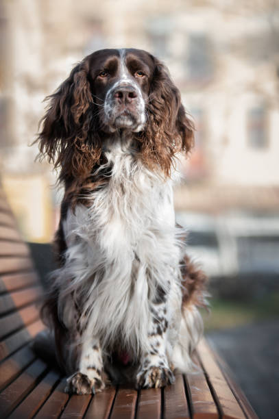 istock english springer spaniel sitting on a bench 1472078373