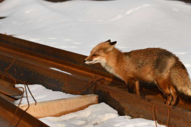 istock An American Red Fox hunting for mice 1472078430