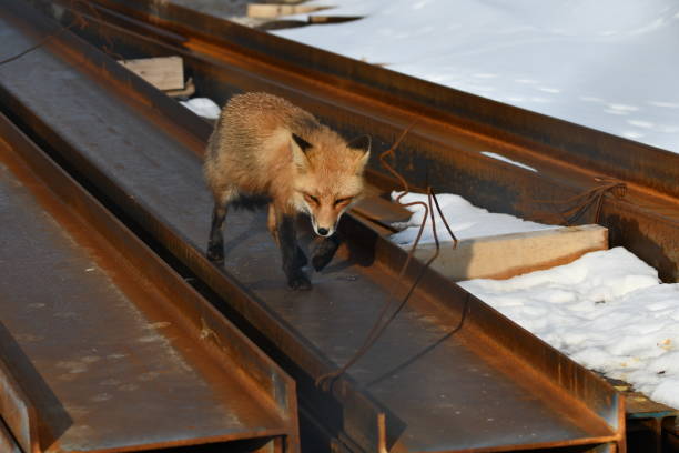 istock An American Red Fox hunting for mice 1472078722