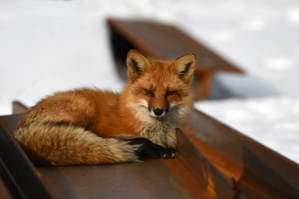 istock An American Red Fox rests on the top of construction beams 1472079671