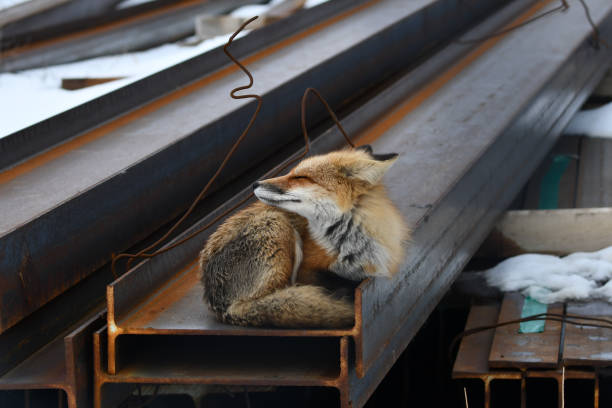 An American Red Fox rests on the top of construction beams