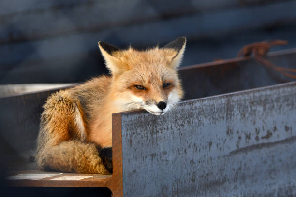 istock An American Red Fox rests on the top of construction beams 1472080229