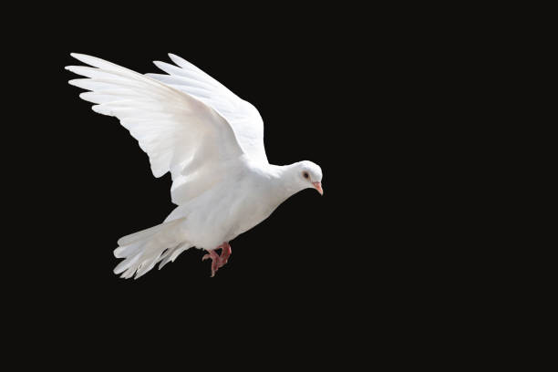 istock white dove flying, isolated on black 1472080994