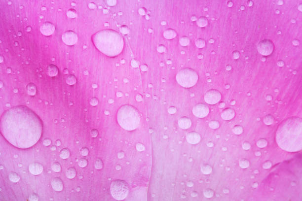 An abstract overhead view of a Hibiscus flower just as it is about to bloom.