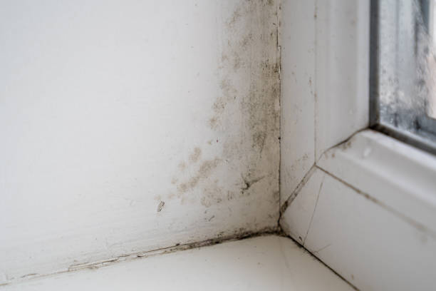 istock old dirty window, black mold grows on window sill, household damages, mildew, high moisture in home, cleanliness at the house 1472081020