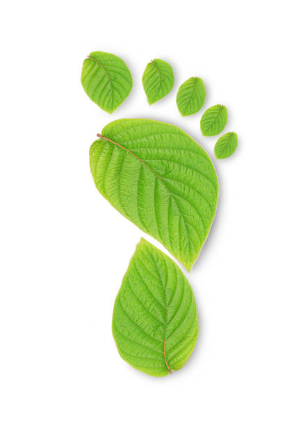 istock green leaf growing footprints, co2 symbol isolated on White Background. Reduce CO2 emission concept.Clean and friendly environment without carbon dioxide emissions. 1472081036