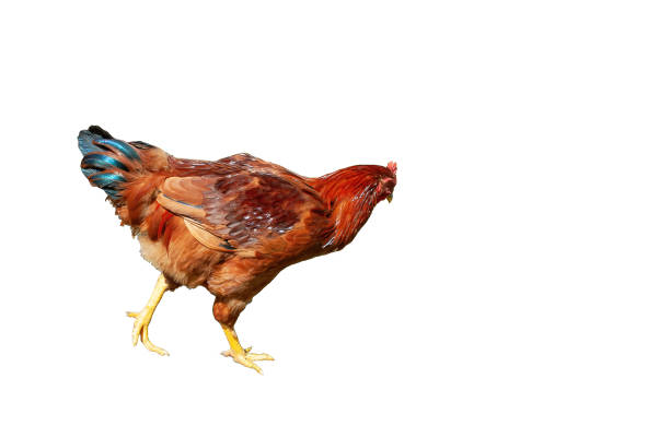 istock Brown chicken isolated on white background. Hen walking cut out 1472081333