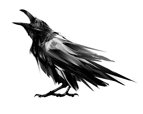 a raven bird sketch on a white background