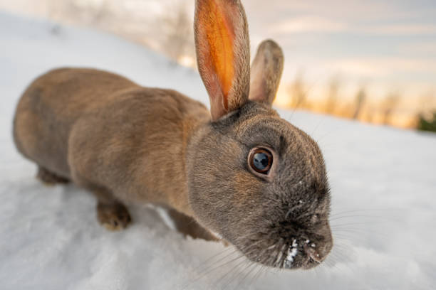 istock Typical dark brown rabbit from Iceland with the ground completely snow covered and the first light of dawn with its head and eye in the foreground looking at the camera. Traces of snow on his mustache 1472082597